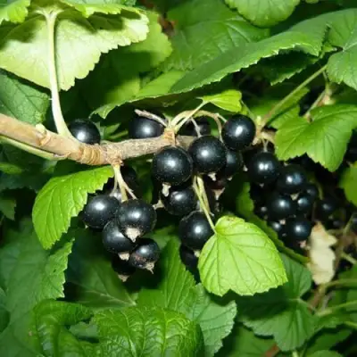 Смородина черная БАГИРА в Бресте