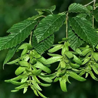 Граб  в Бресте