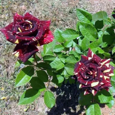 Роза АБРАКАДАБРА чайно-гибридная в Бресте