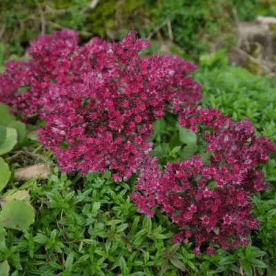 Очиток (седум) РУБИ ГЛОУ скальный в Бресте