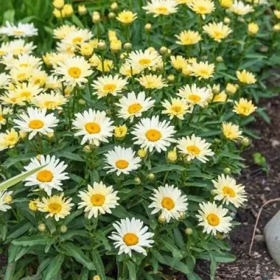 Нивяник БРОДВЕЙ ЛАЙТС великолепный в Бресте