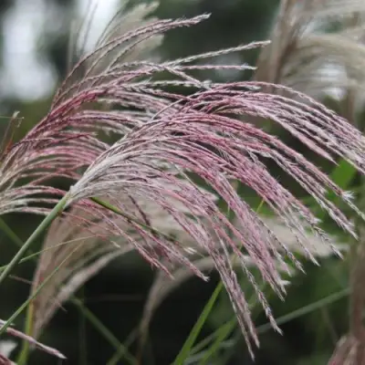 Мискантус МАЛЕПАРТУС китайский  в Бресте
