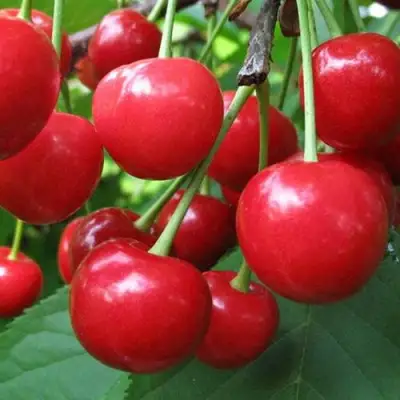 Дюк ПРЕВОСХОДНАЯ ВЕНЬЯМИНОВА в Бресте