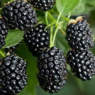 Ежевика ЧЕРНАЯ МАГИЯ ремонтантная  в Бресте