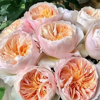 Роза ДЖУЛЬЕТТА английская в Бресте