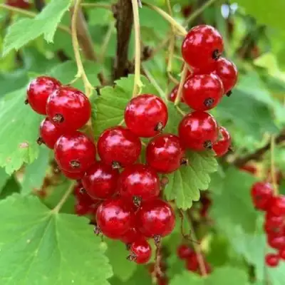 Смородина красная МААРСЕС ПРОМИНЕНТ в Бресте