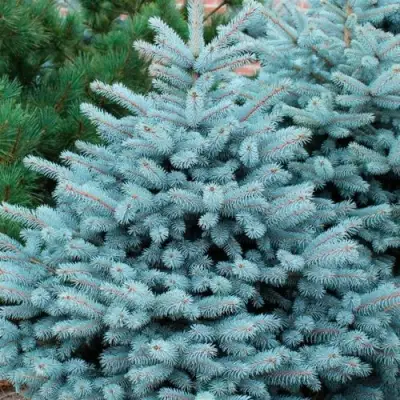 Ель СУПЕР БЛЮ СИДЛИНГ колючая в Бресте