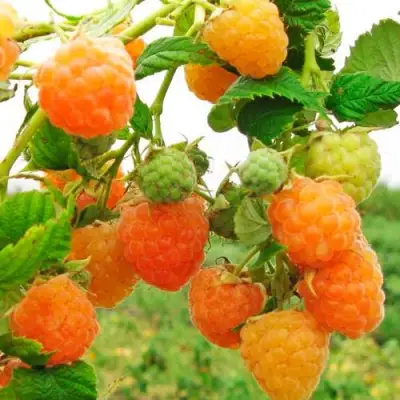 Малина ЗОЛОТЫЕ КУПОЛА в Бресте