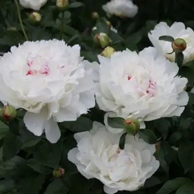 Пион ФЕСТИВА МАКСИМА травянистый в Бресте