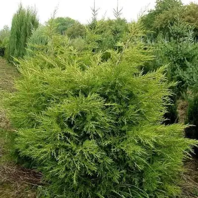 Можжевельник КУРИВАО ГОЛД китайский в Бресте