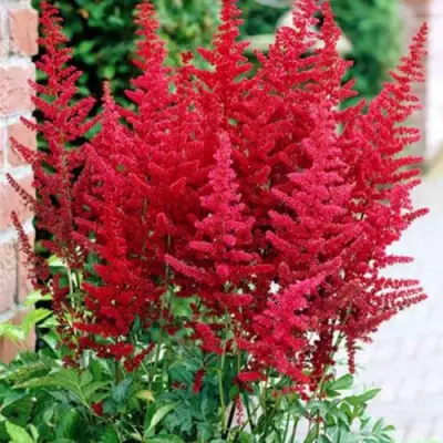 Астильба БУРГУНДИ РЕД Арендса в Бресте