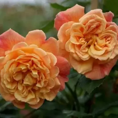 Роза АЛОХА плетистая в Бресте