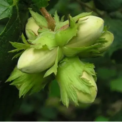 Фундук ТАМБОВСКИЙ ПОЗДНИЙ в Бресте