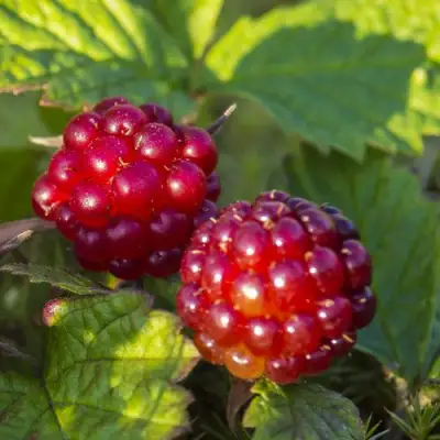 Княженика ЛИНДА в Бресте