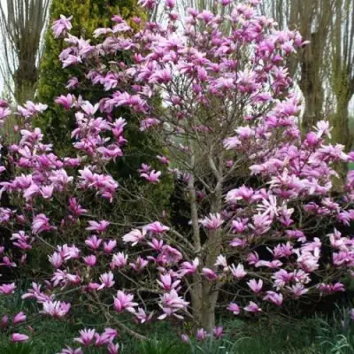 Магнолия ГАЛАКСИ в Бресте