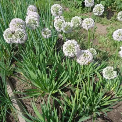 Лук слизун в Бресте