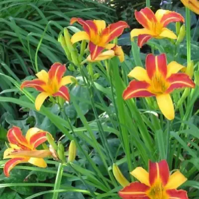 Лилейник ФРАНС ХАЛС в Бресте