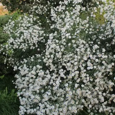 Болтония СНОУБЭНК в Бресте