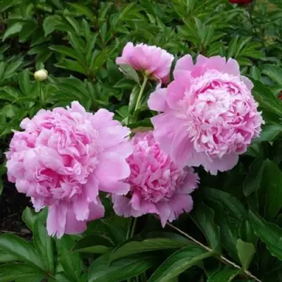 Пион МЕСЬЕ ЖЮЛЬ ЭЛИ травянистый в Бресте