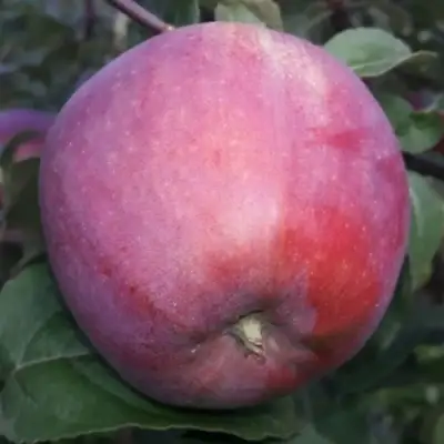 Яблоня ЗОРКА в Бресте