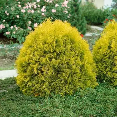 Туя РЕЙНГОЛД западная в Бресте