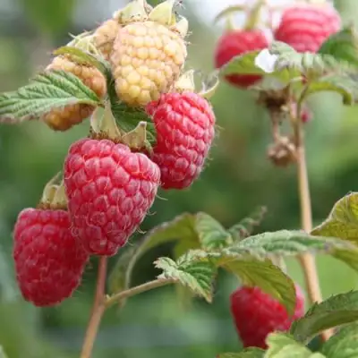 Малина МОЛЛИНГ ДЖУНО в Бресте