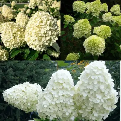 Комплект НЕЖНЫЙ КАПУЧИНО в Бресте