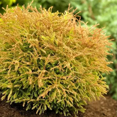 Туя ГОЛДЕН ТАФФЕТ западная в Бресте