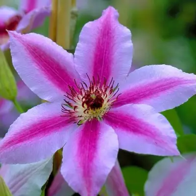 Клематис НЕЛЛИ МОЗЕР в Бресте