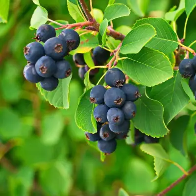 Ирга КОЛОСИСТАЯ в Бресте