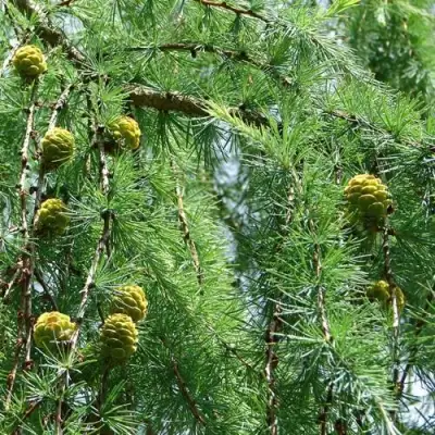 Лиственница КЕМПФЕРА в Бресте