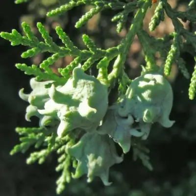 Туя восточная в Бресте