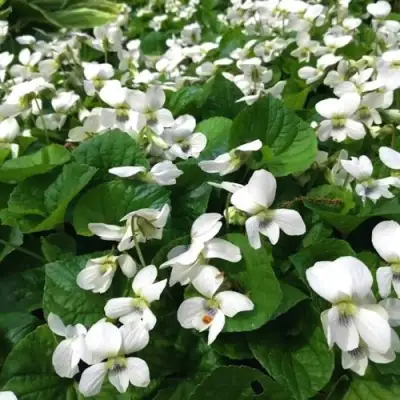 Фиалка АЛЬБИФЛОРА сестринская в Бресте