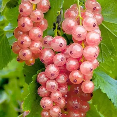 Смородина белая ПРЫГАЖУНЯ (РОЗОВАЯ) в Бресте