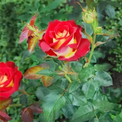 Роза ФРЕНДШИП чайно-гибридная в Бресте