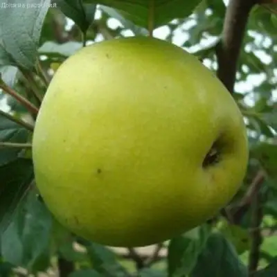 Яблоня КОШТЕЛЯ в Бресте