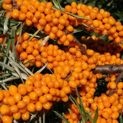 Облепиха АЛТАЙСКАЯ в Бресте