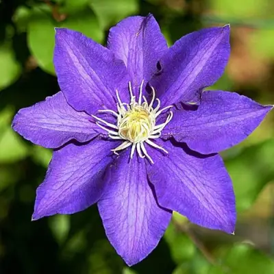 Клематис ЗЕ ПРЕЗИДЕНТ в Бресте