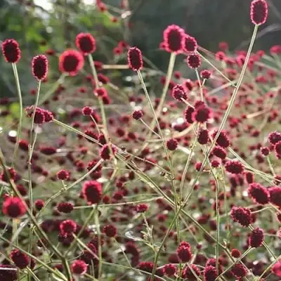 Кровохлебка ЧОКОЛАТ ТИП в Бресте