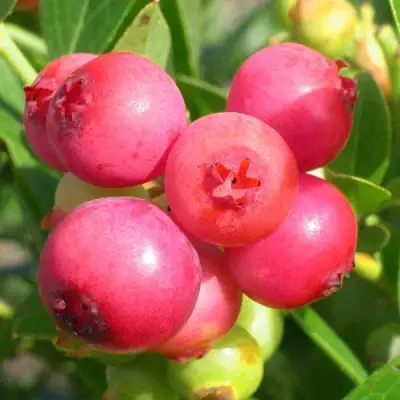 Голубика ПИНК ЛИМОНАД в Бресте