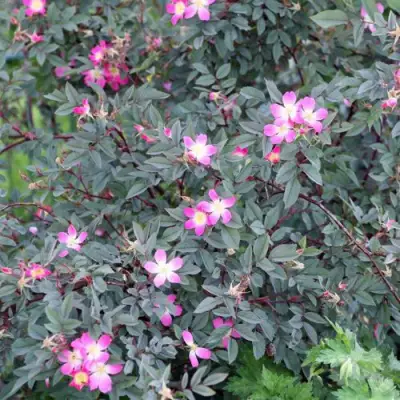 Роза сизая в Бресте