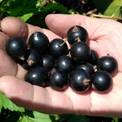 Смородина черная ЧЕРНООКАЯ в Бресте