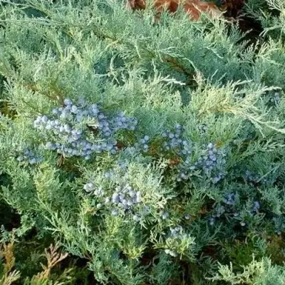 Можжевельник ГРЕЙ ОУЛ виргинский  в Бресте