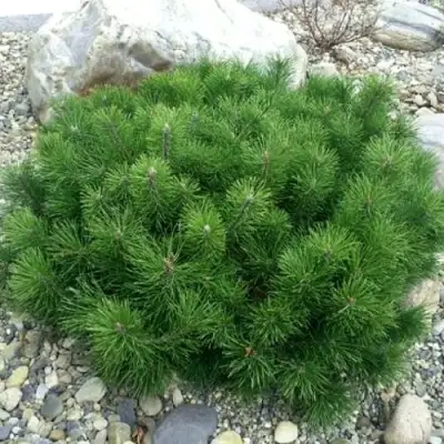 Сосна горная МУГУС в Бресте