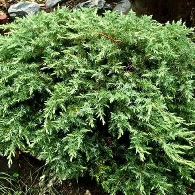 Можжевельник ШЛЯГЕР прибрежный в Бресте