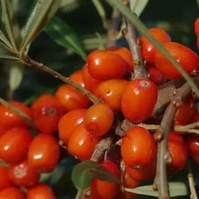 Облепиха ВОРОБЬЕВСКАЯ в Бресте