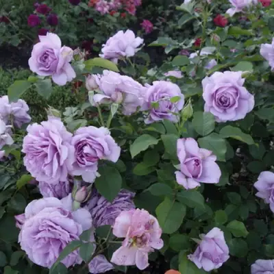 Роза ЛАВ СОНГ флорибунда в Бресте