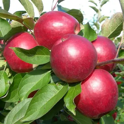 Яблоня КОВАЛЕНКОВСКОЕ в Бресте