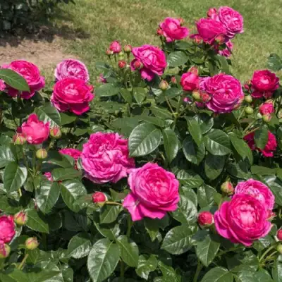 Роза АНУШКА чайно-гибридная в Бресте