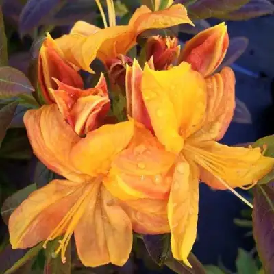 Азалия КЛОНДАЙК листопадная в Бресте